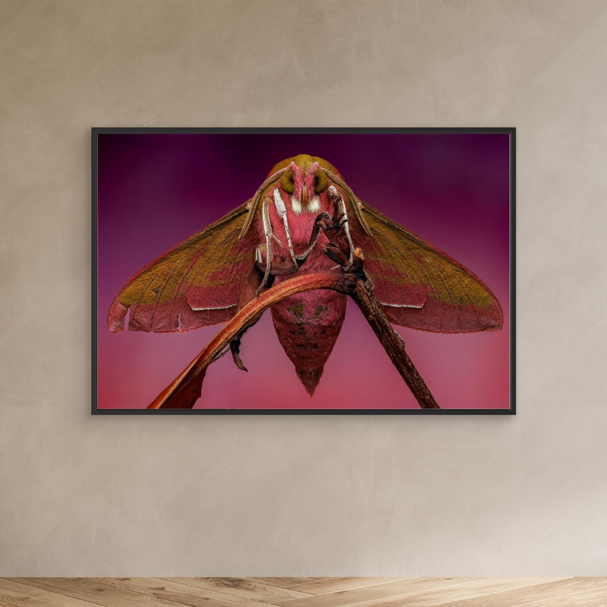 The Elephant in the Room