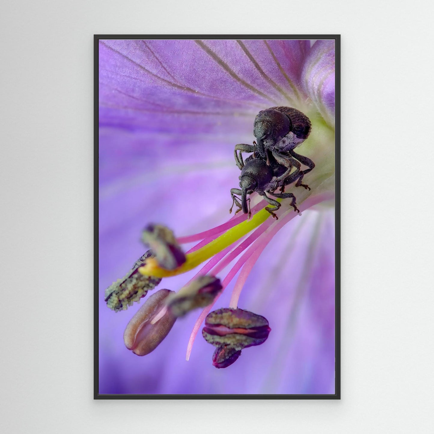 Lovers in the Meadow (Crane's-bill)