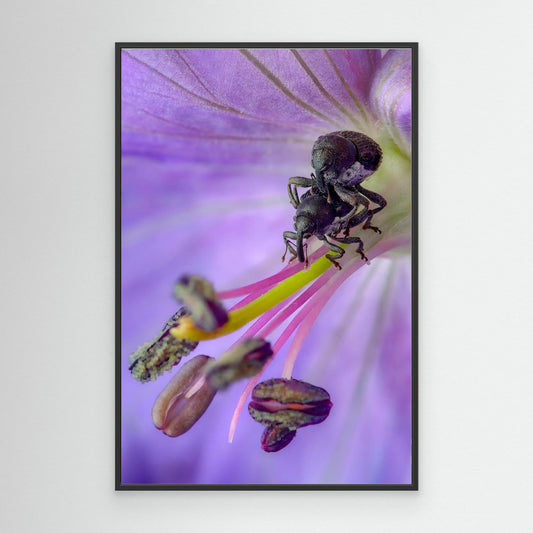 Lovers in the Meadow (Crane's-bill)